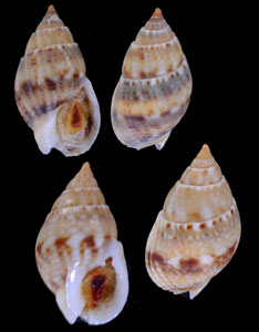 ヨフバイモドキ Nassarius reeveana small