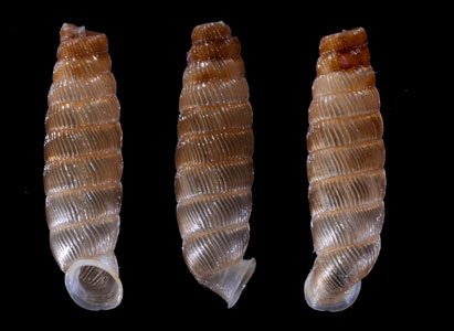 アウグスティニパイプガイ (仮称) Cochlodinella augustini small