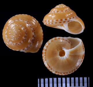 フチドリグルマ Philippia lutea small