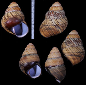 コガタチカオゴシキマイマイ (仮称) Helicostyla ticaonica minor small