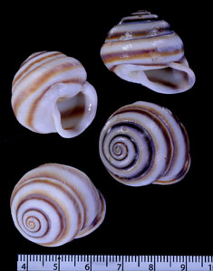ヒキツレマイマイ (仮称) Jeanneretia subtussulcata small