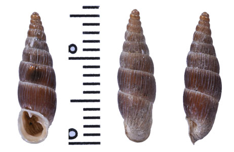 フクレヒダボカチギセル (仮称) Alopia glorifica insignis small