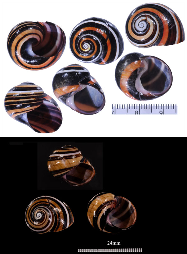 イオストマコダママイマイ (仮称) Polymita picta iostoma small