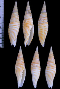 ヤグラフデ Subcancilla yagurai small