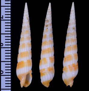 ポンカントクサ Myurella wellsilviae small