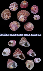 トライオンシタダミ (仮称) Gibbula tryoni small