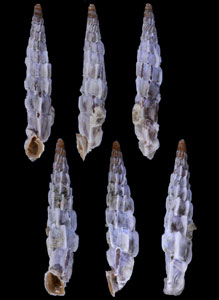 ヤセサブラメロサアオギセル (仮称) Albinaria sublamellosa schultesi small