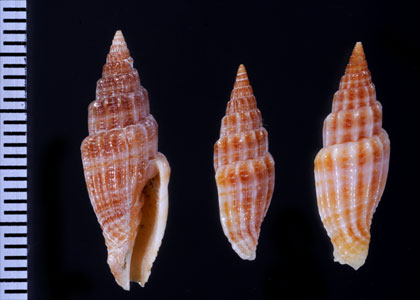 カバスジコンツクシ Vexillum suluense small
