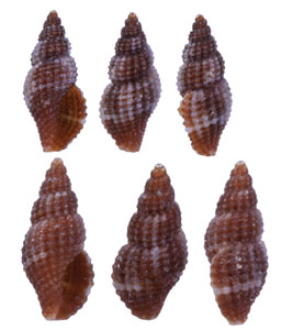 ソメワケコトツブ Raphitoma bicolor small