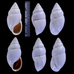 ホーエンナッカーキセルモドキ (仮称) Georginapaeus hohenackeri small