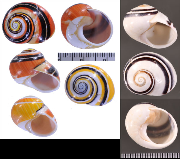 シロオビコダママイマイ Polymita picta roseolimbata albolimbata small