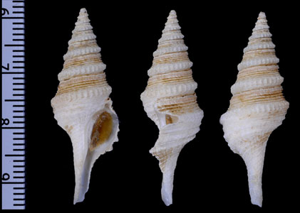 リュウキュウカリガネ　未詳 Gemmula sp. small