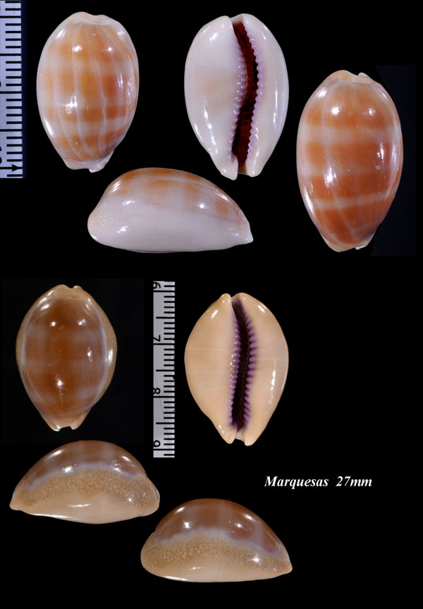 ヒメクチムラサキダカラ Lyncina carneola propinqua small