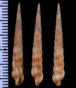 スデュイローヒメヌノメギリ (仮称) Clathroterebra suduirauti small