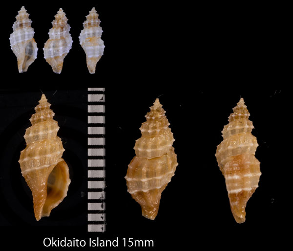 ホラナリコウシツブの仲間 Tritonoturris sottoae small