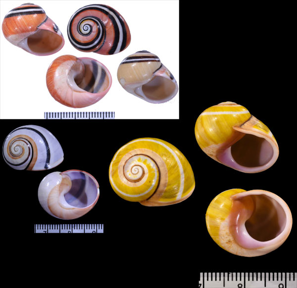 ウスヘソコダママイマイ (仮称) Polymita picta roseolimbata virgata small