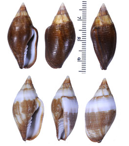 タモトフデガイ Strigatella colombelliformis small