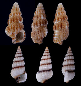 ヒメコオロギ Cerithium subscalatum small
