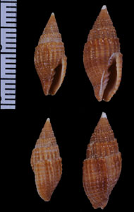 イボフデ Strigatella nodulosa small