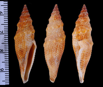 フデナリイグチ Comitas mitriformis small