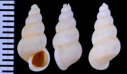 チャオビネジガイ　(仮称) Gyroscala rupicola small