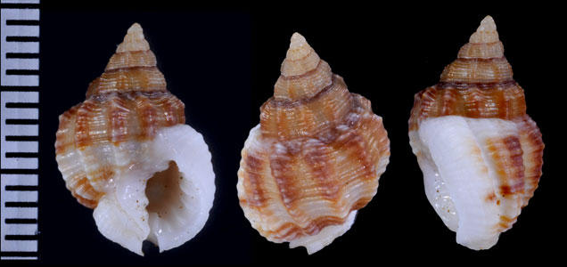 フクレムシロ Nassarius corpulentus small