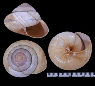 メダママイマイ Asperitas sparsa small