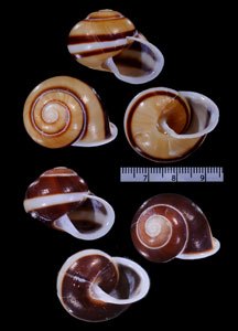 オボロタニシマイマイ Calocochlia dubiosa small