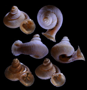エベレッティラッパガイ （仮称） Gyliotrachela everetti small