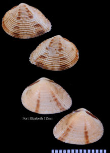 アラカンカノコアサリ Timoclea arakana small