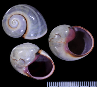 マスカットコダママイマイモドキ (仮称) Polymita picta fuscolimbata pseudomuscata small