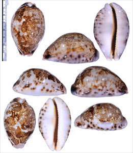 エルセタムラサキハラダカラ (仮称) Leporicypraea mappa viridis eluceta small