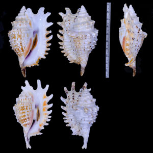 ムラサキムカデソデ Ophioglossolambis violacea small