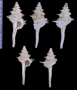 カセンイトグルマ 華蘚紡績車 Columbarium pagoda costatum small