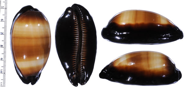 インペリアルタルダカラ (仮称) Talparia talpa imperialis small