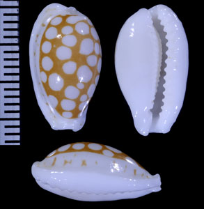 コガタカノコダカラ Cribrarula gaspardi gaspardi small
