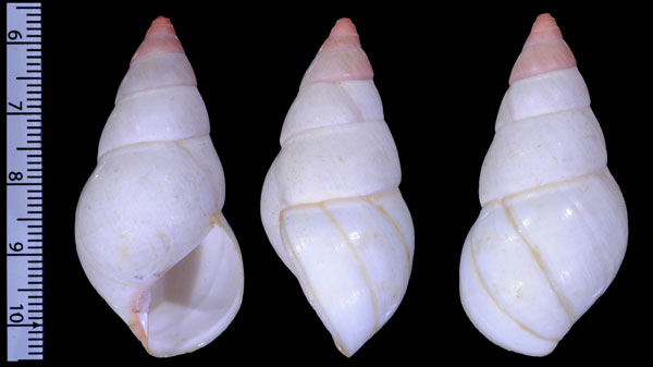 スジマキイトヒキマイマイ Liguus fasciatus lineolatus small