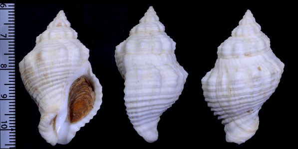 トガリホラダマシ Cantharus elegans small