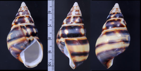 クリイロイトヒキマイマイ Liguus fasciatus castaneus small