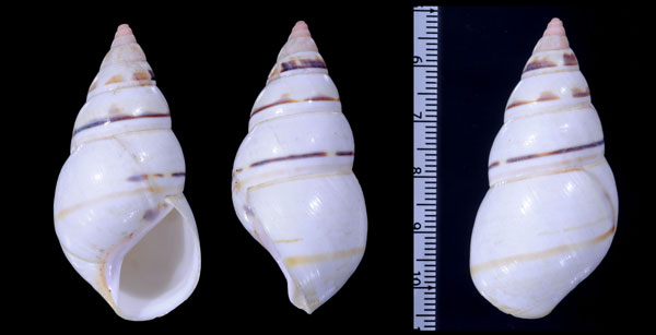 オスメニイトヒキマイマイ Liguus fasciatus osmenti small