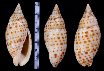 マルフデ Mitra cardinalis small