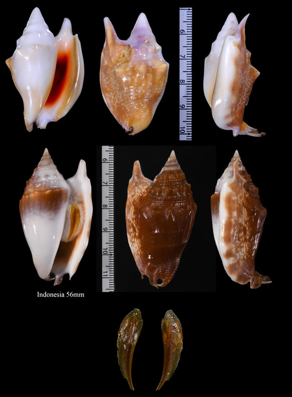 ベニソデ Strombus bulla small
