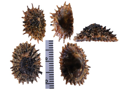 トゲトゲカラマツ (仮称) Siphonaria sp. small