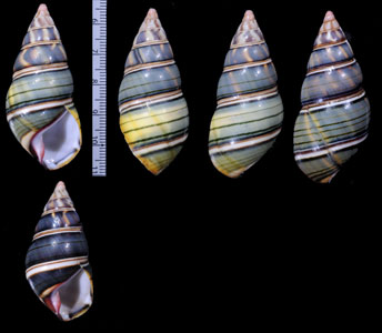 グードリッヒイトヒキマイマイ Liguus fasciatus goodrichi small