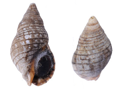 クロスジニュージーランドボラ Cominella virgata small