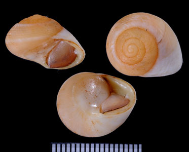 フチドリヤマキサゴ Emoda submarginata small