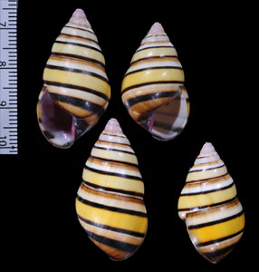 ハタイトヒキマイマイ Liguus vittatus vittatus small