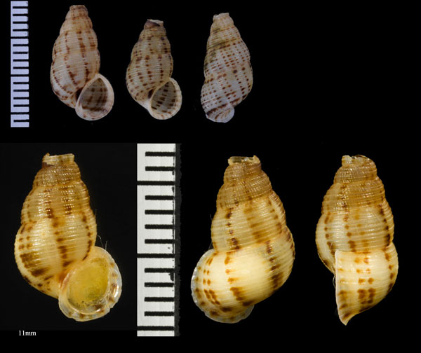 アナフェホンクチヒレ (仮称) Chondropoma pictum anafense small