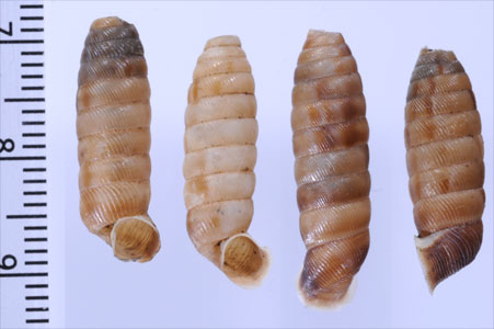 マヤジグアパイプガイ (仮称) Acrocoptis rosaperdita small