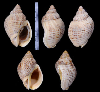 ゴマフニュージーランドボラ Cominella adspersa small